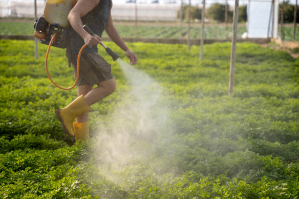 Best Ant Control Services  in Mineral Wells, TX