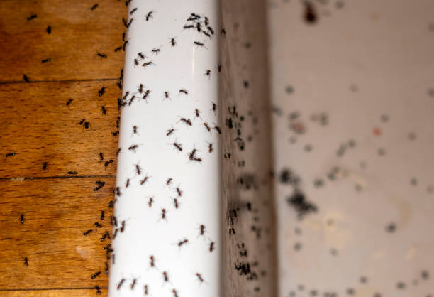 Best Pest Inspection Near Me  in Mineral Wells, TX