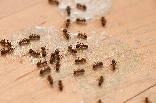 Pest Prevention Services in Mineral Wells, TX